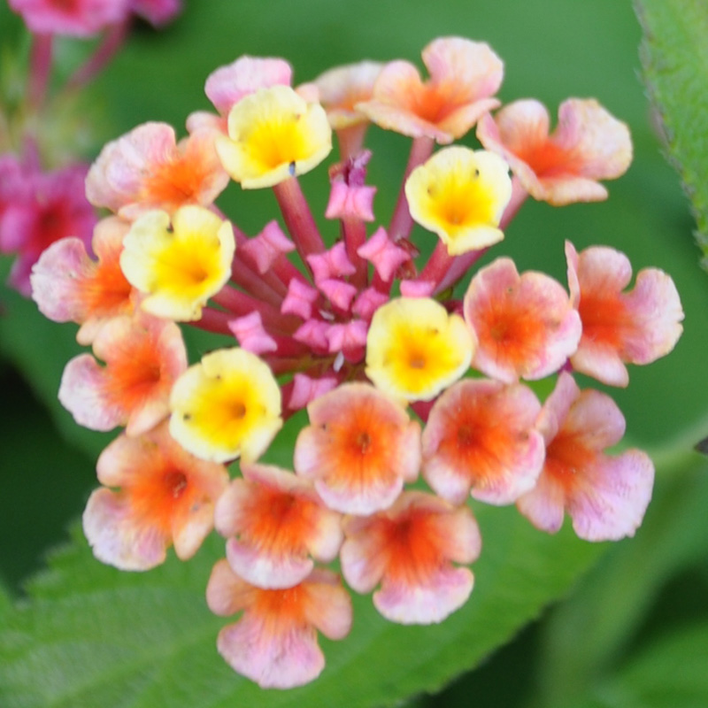 Lantana camara Confetti